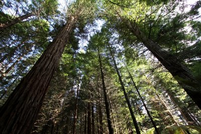 Redwood Forest, Rotorua