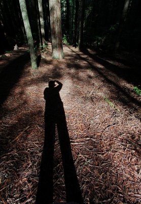 Phototgrapher in the Redwood Forest.