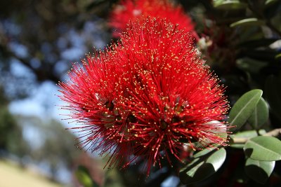 Pohutukawa ( Metrosideros excelsa)