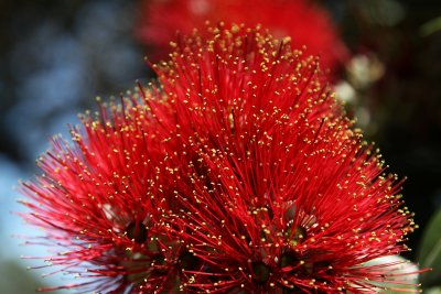 Pohutukawa ( Metrosideros excelsa)