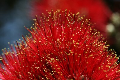 Pohutukawa ( Metrosideros excelsa)