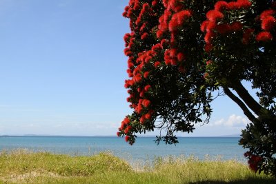 Pohutukawa ( Metrosideros excelsa)Te Haruhi Bay