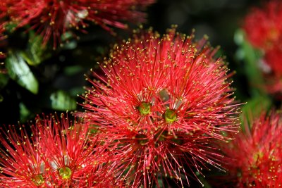 Pohutukawa ( Metrosideros excelsa)