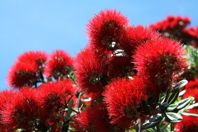 Pohutukawa ( Metrosideros excelsa)