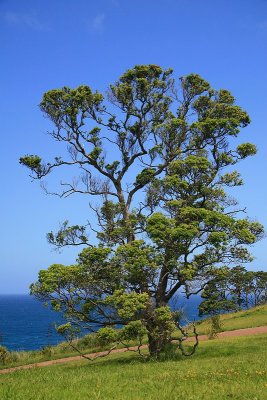 Leigh Tree