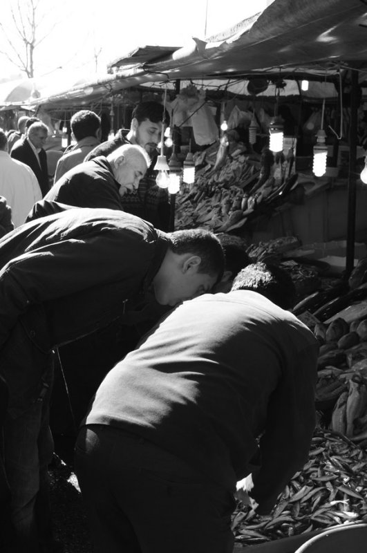 Fish market by Galata bridge