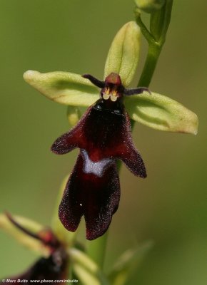 Ophrys insectifera
