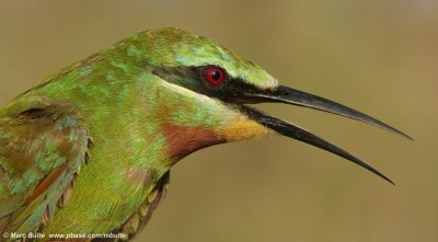 Blue-cheeked Bee-eater (Merops persicus)