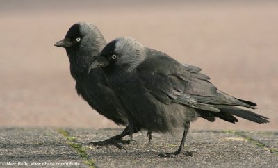 Crows ea (Corvidae)
