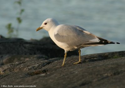 Stormmeeuw (Larus canus)