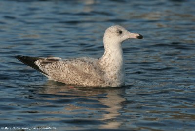 Zilvermeeuw (Larus argentatus)