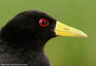 Black Crake (Amaurornis flavirostris)