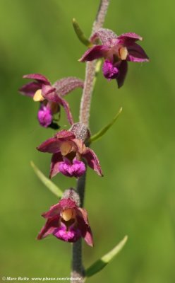Epipactis atrorubens