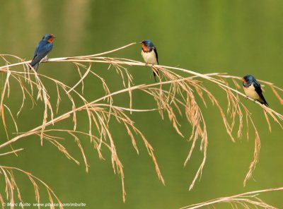 Barn Swallow
