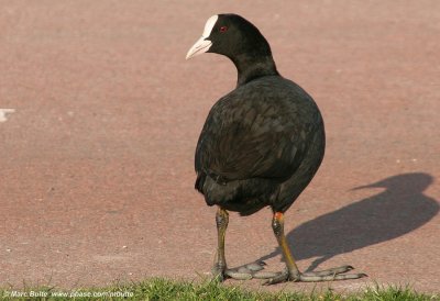 Meerkoet (Fulica atra)