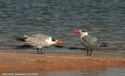 Reuzenstern (Hydroprogne caspia)