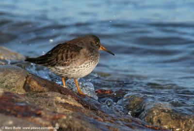 Paarse Strandloper (Calidris maritima)