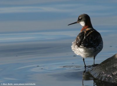 Grauwe Franjepoot (Phalaropus lobatus)