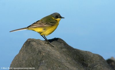 Wagtails (Motacillidae)