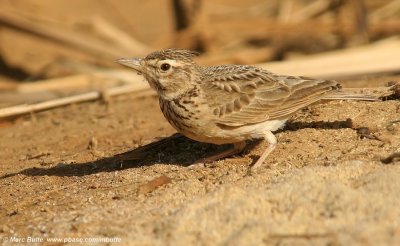 Larks (Alaudidae)