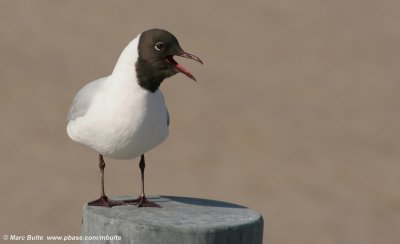 Kokmeeuw (Chroicocephalus ridibundus)