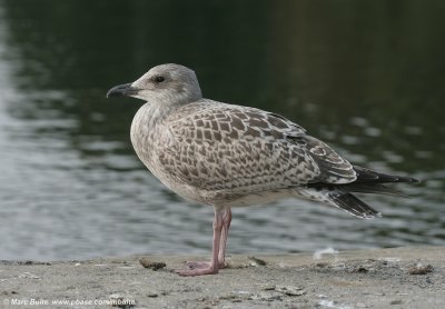 Zilvermeeuw (Larus argentatus)