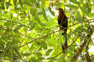 Chestnut-breasted Malkoha