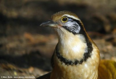 Greater-necklaced laughingthrush