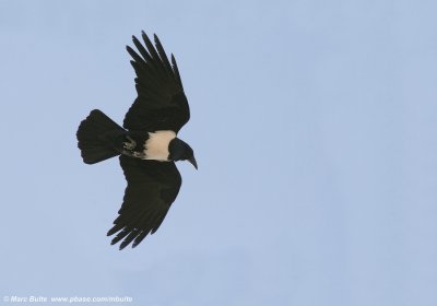 Pied Crow (Corvus alba)