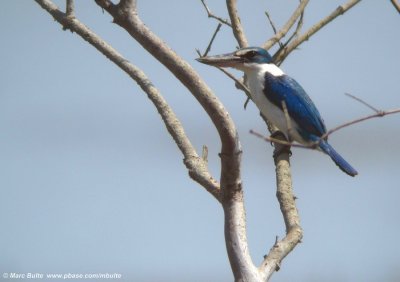Collared Kingfisher (Todiramphus chloris)