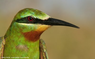 Blue-cheeked Bee-eater (Merops persicus)