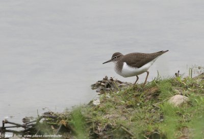 Oeverloper (Acitis hypoleuca)