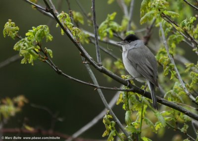 Old World Warblers (Sylvidae)