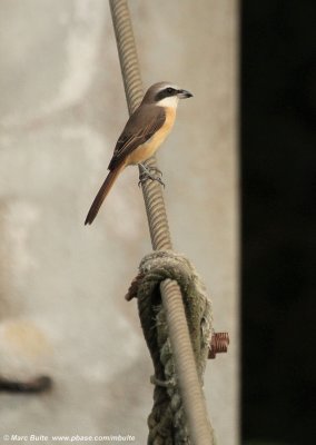Bruine Klauwier (Lanius cristatus)