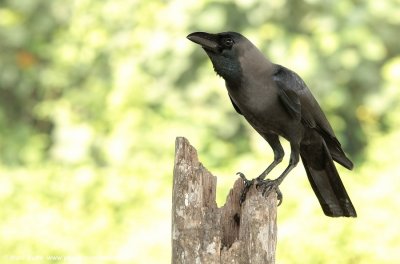 House Crow