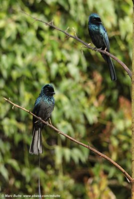 Lesser racket-tailed Drongo