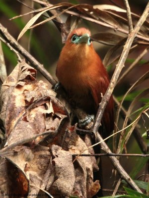 Raffles Malkoha