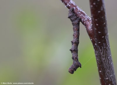 Perentak (Phigalia pilosaria,caterpillar)