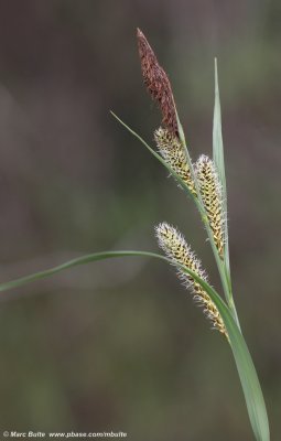 Carex acutiformes