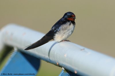 Barn Swallow