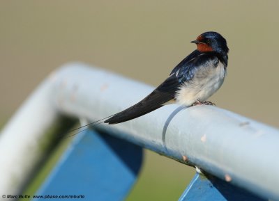 Barn Swallow