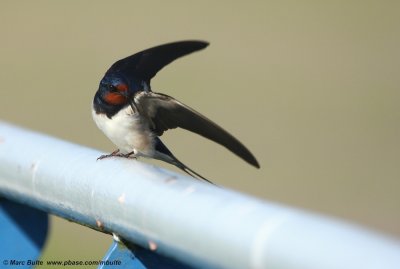 Swallows (Hirundinidae)