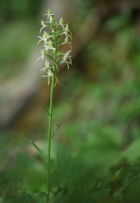 Platanthera chlorantha