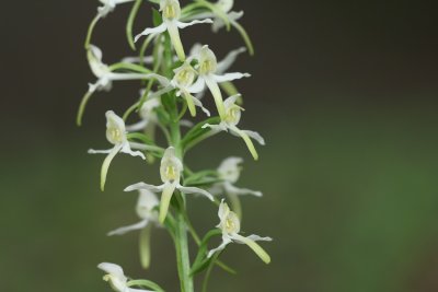 Platanthera chlorantha