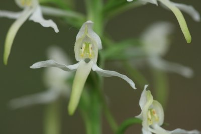 Platanthera chlorantha
