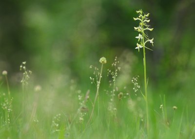 Platanthera chlorantha