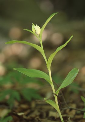 Cephalanthera damasonium