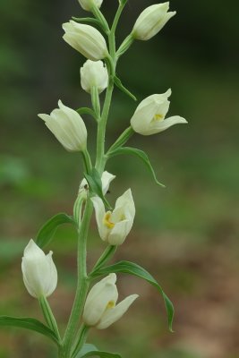 Cephalanthera damasonium