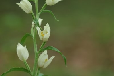 Cephalanthera damasonium