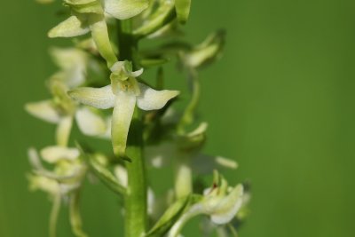 Platanthera bifolia